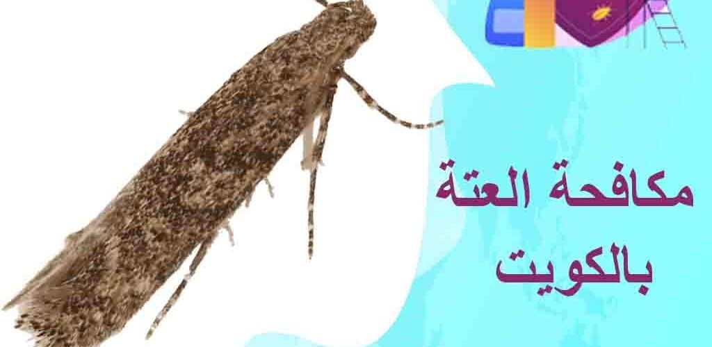 مكافحة العتة بالكويت