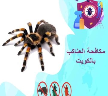 مكافحة العناكب بالكويت