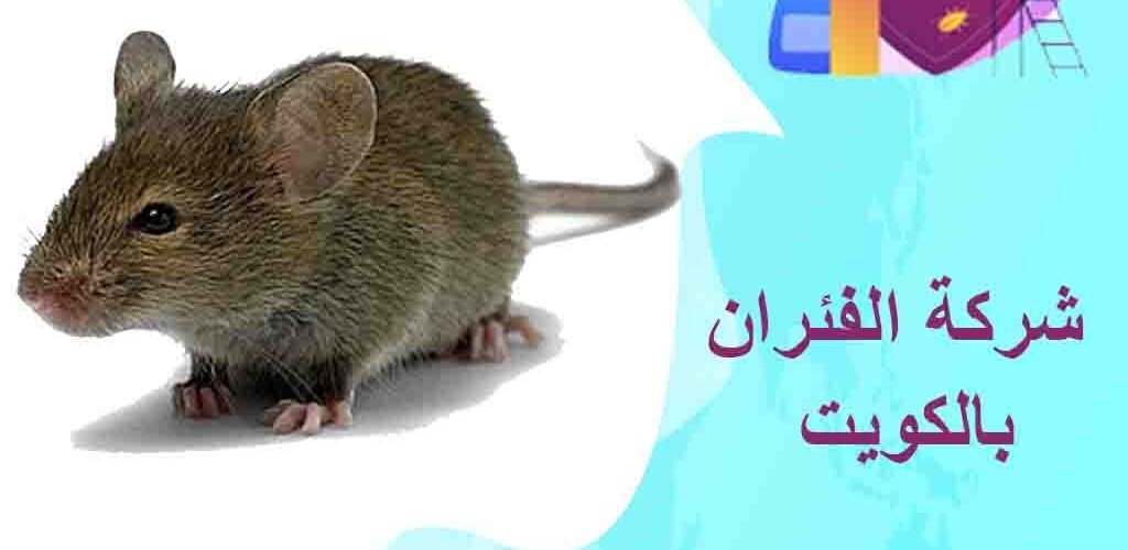 مكافحة القوارض بالكويت