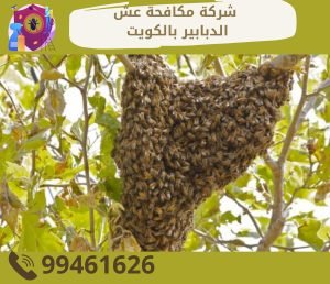 شركة مكافحة عش الدبابير بالكويت