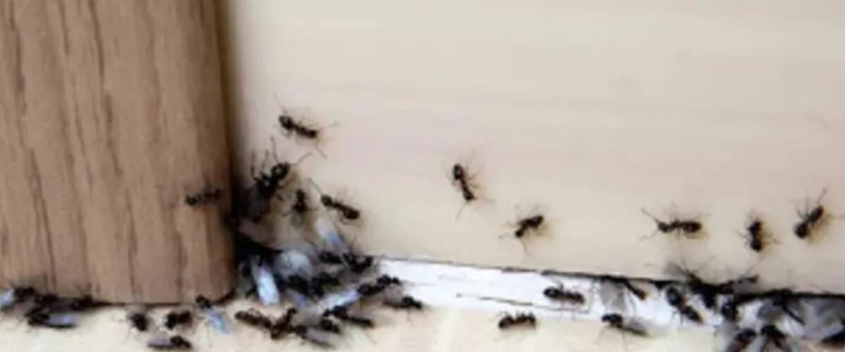 شركة ابادة النمل بالكويت