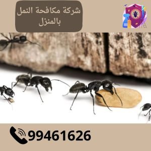 مكافجة النمل بالمنزل
