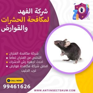 شركة مكافحة قوارض غرب الجليب