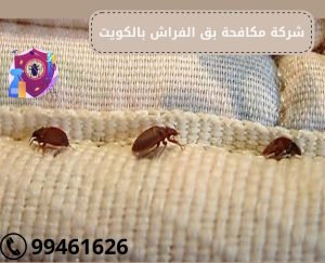 شركة مكافحة بق الفراش بالكويت