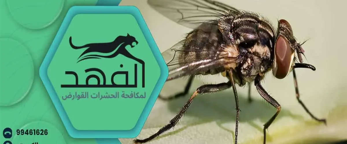 مكافحة الذباب شركة مكافحة الذباب