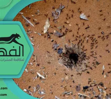 افضل طريقة لمكافحة النمل معالجة النمل الابيض علاج للنمل الابيض