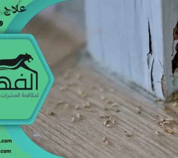 علاج النمل الأبيض في الجدار