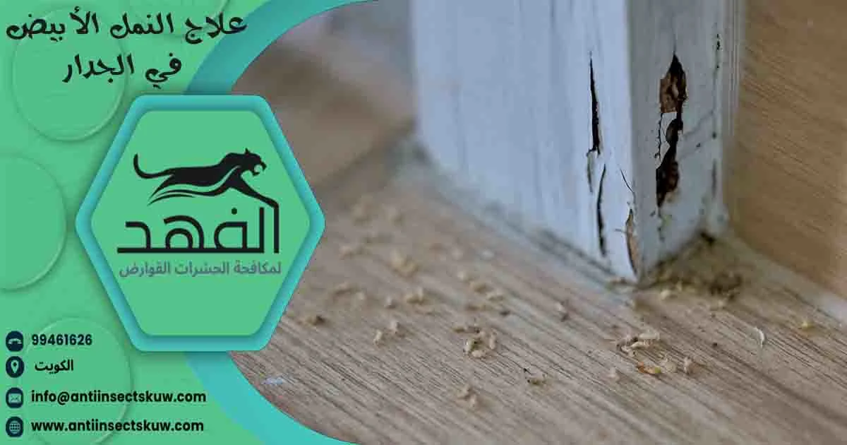 علاج النمل الأبيض في الجدار