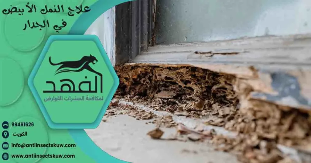 علاج النمل الأبيض في الجدار