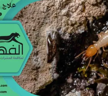 علاج النمل الابيض في المنزل