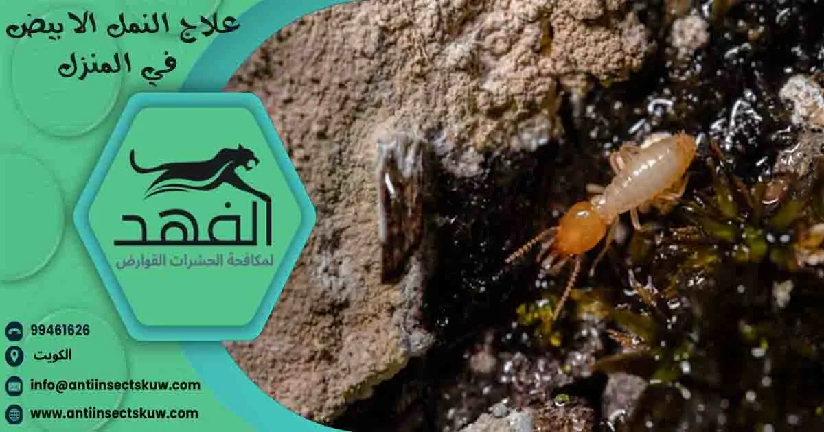 علاج النمل الابيض في المنزل