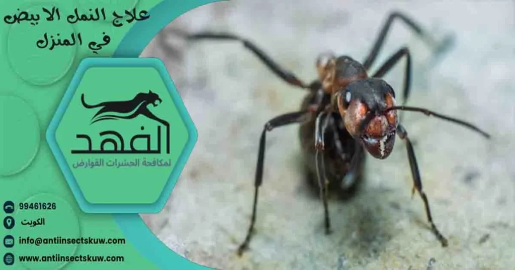علاج النمل الابيض في المنزل