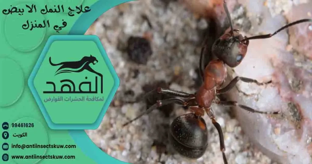 علاج النمل الابيض في المنزل