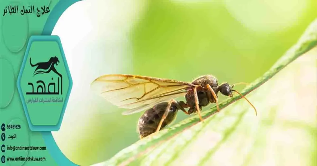 علاج النمل الطائر