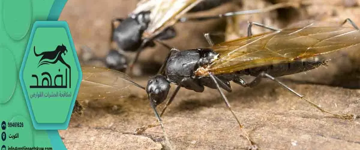 علاج النمل الطائر