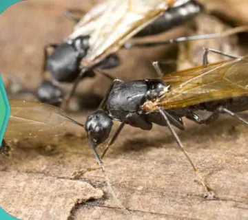 علاج النمل الطائر