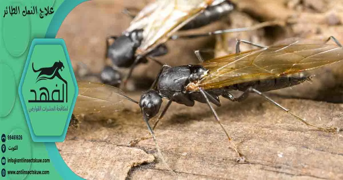 علاج النمل الطائر