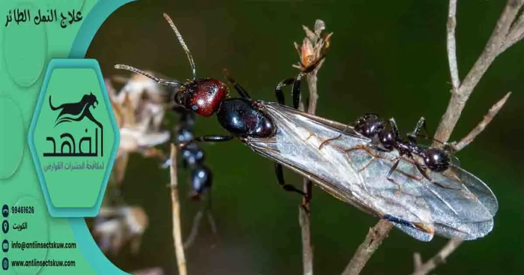 علاج النمل الطائر