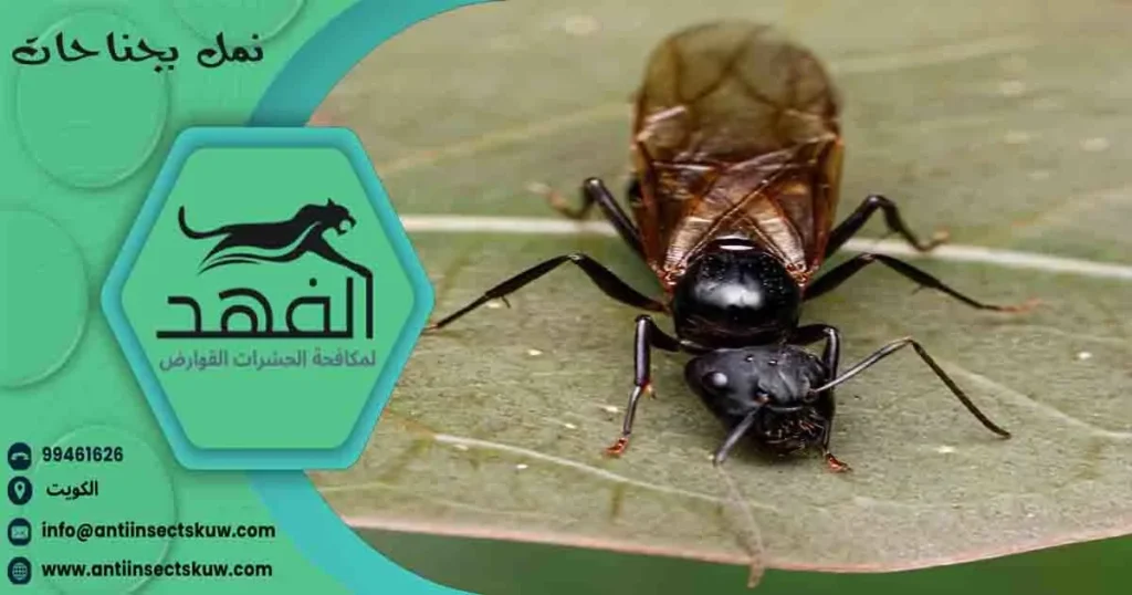 نمل بجناحات
نمل بجناح