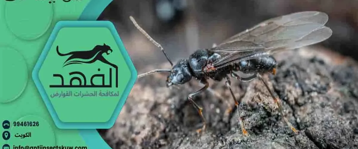 نمل بجناحات نمل بجناح