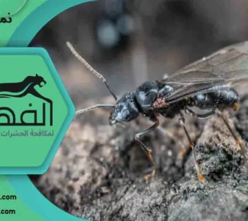 نمل بجناحات نمل بجناح