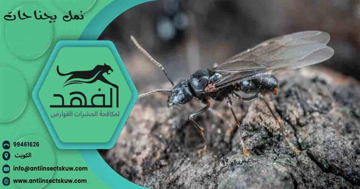نمل بجناحات نمل بجناح