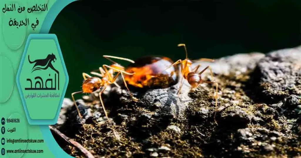 التخلص من النمل في الحديقة