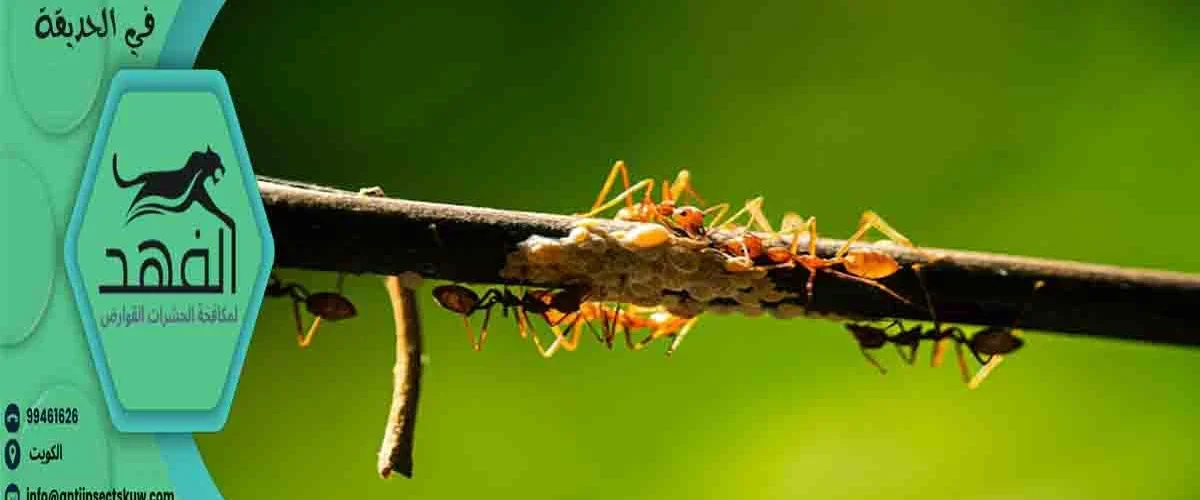التخلص من النمل في الحديقة