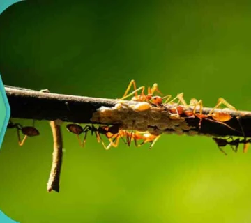 التخلص من النمل في الحديقة