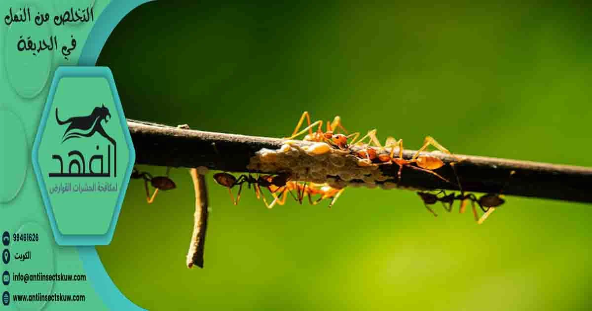 التخلص من النمل في الحديقة