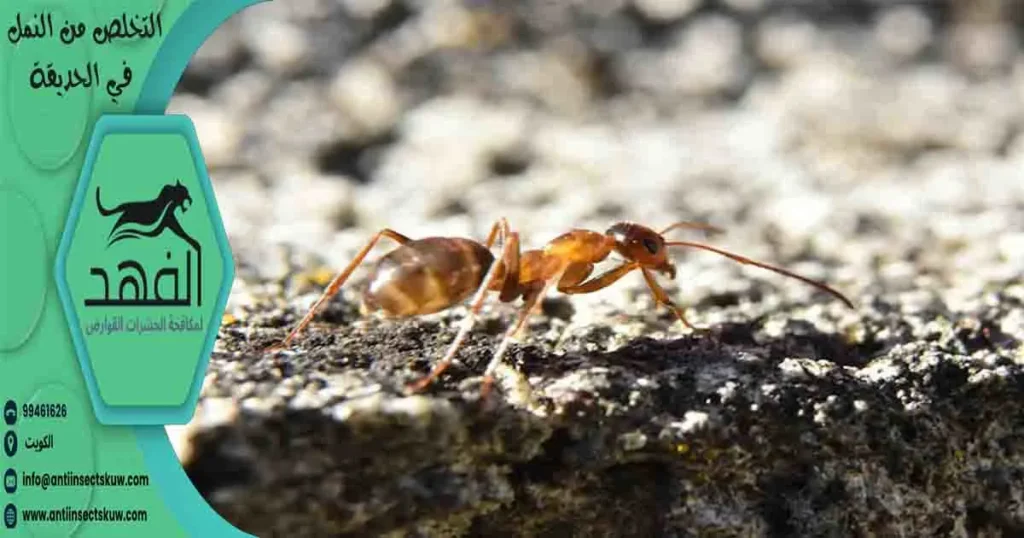 التخلص من النمل في الحديقة