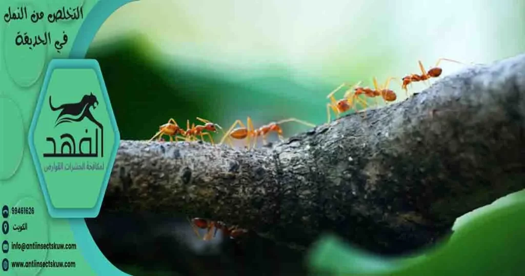 التخلص من النمل في الحديقة