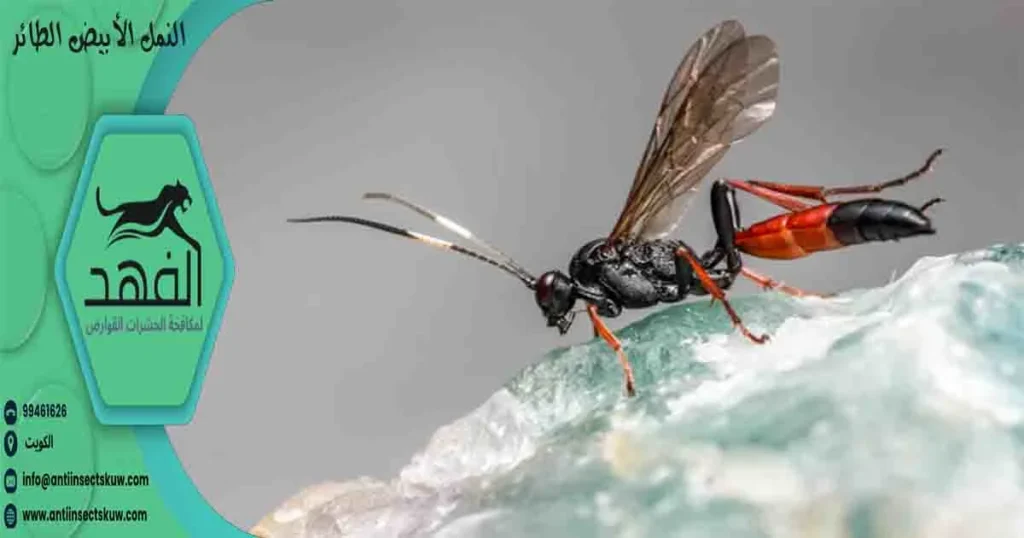 النمل الأبيض الطائر
نمل ابيض طائر
النمل المجنح