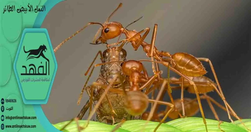 النمل الأبيض الطائر
نمل ابيض طائر
النمل المجنح
