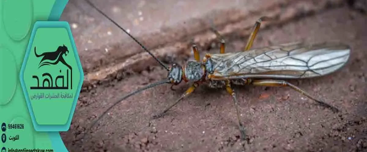 النمل الأبيض الطائر نمل ابيض طائر النمل المجنح