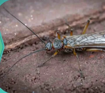 النمل الأبيض الطائر نمل ابيض طائر النمل المجنح