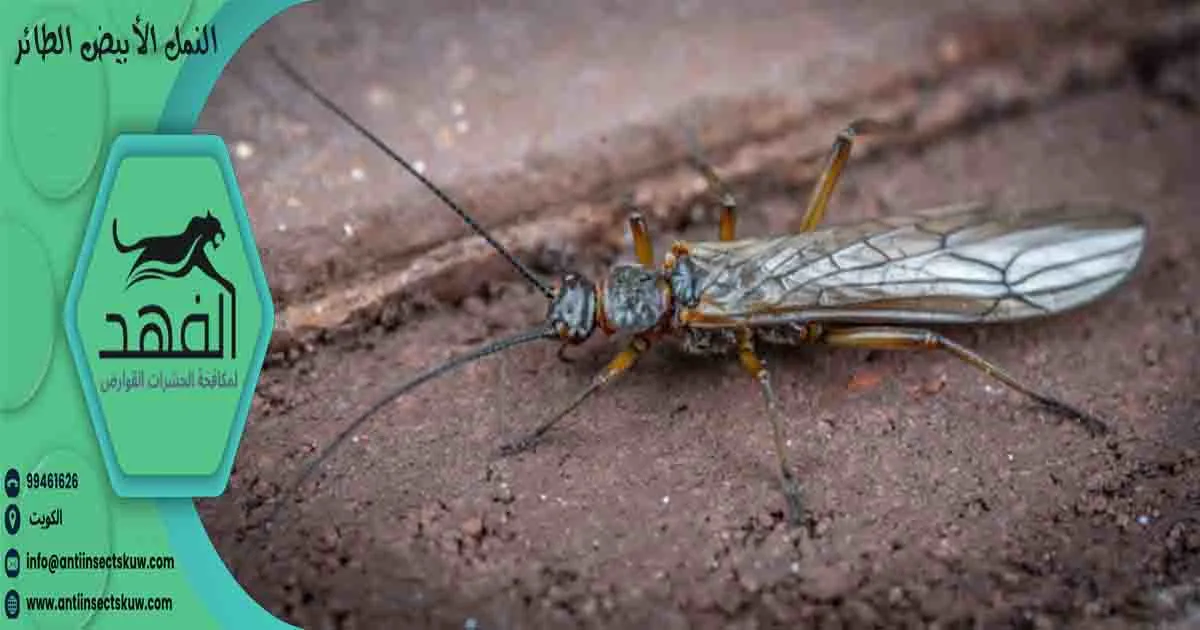 النمل الأبيض الطائر نمل ابيض طائر النمل المجنح