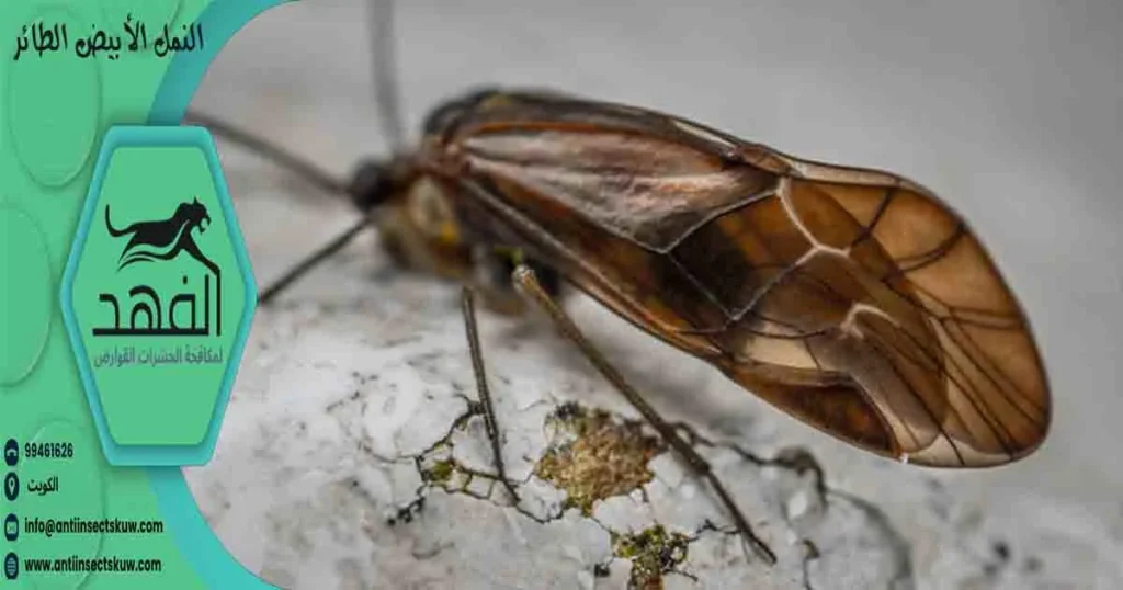 النمل الأبيض الطائر
نمل ابيض طائر
النمل المجنح