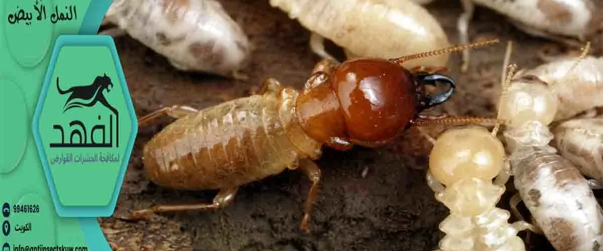 تجربتي مع النمل الأبيض