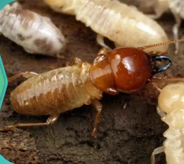 تجربتي مع النمل الأبيض