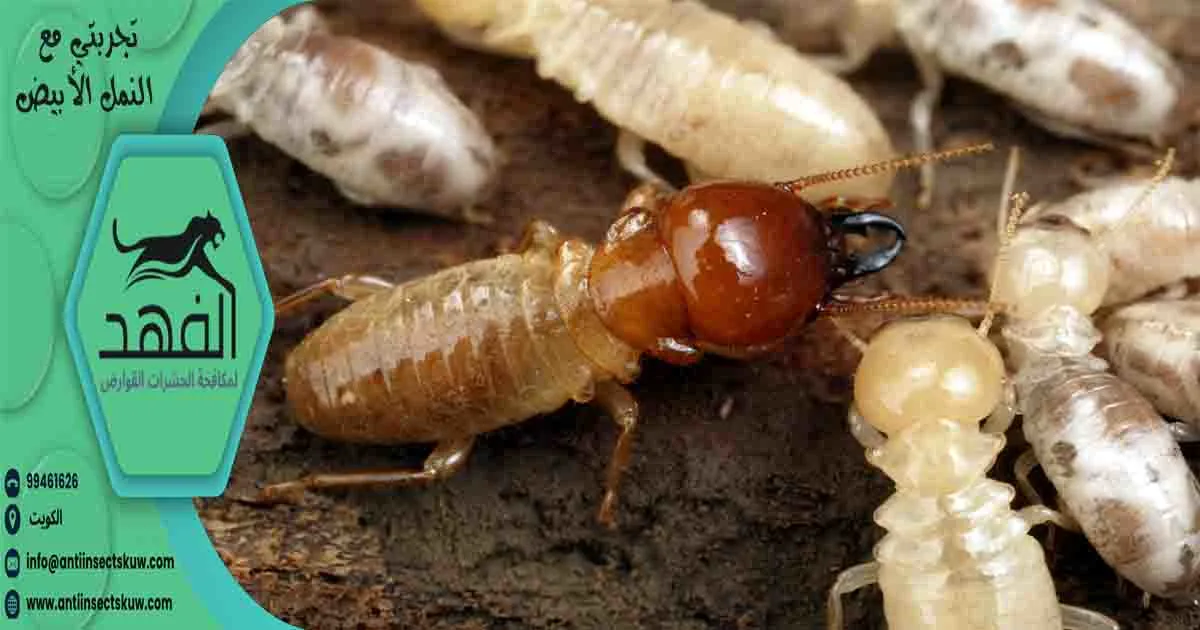 تجربتي مع النمل الأبيض