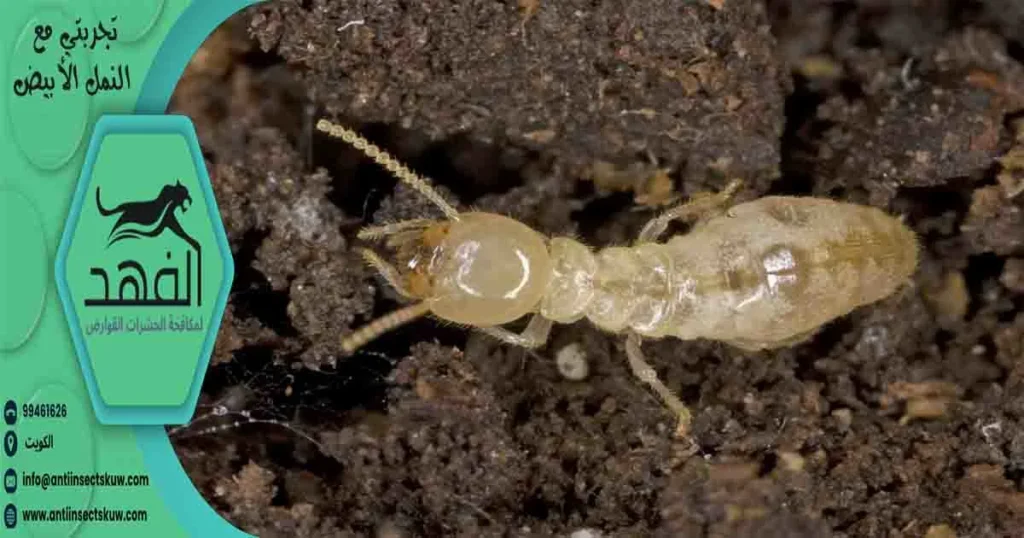 تجربتي مع النمل الأبيض