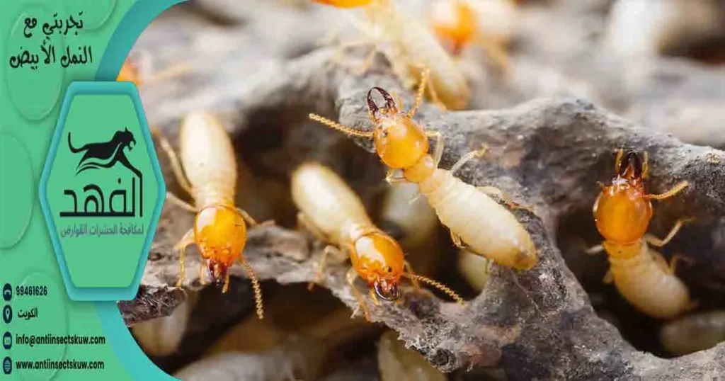 تجربتي مع النمل الأبيض