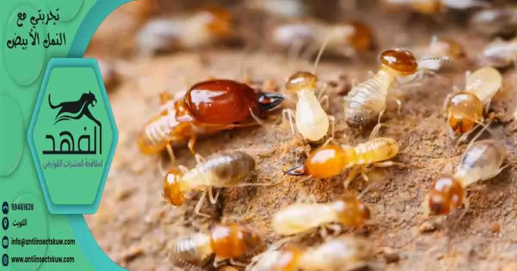 تجربتي مع النمل الأبيض