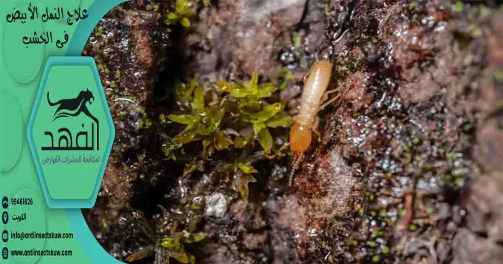 علاج النمل الأبيض فى الخشب
نمل الخشب الأبيض
النمل الأبيض الخشب