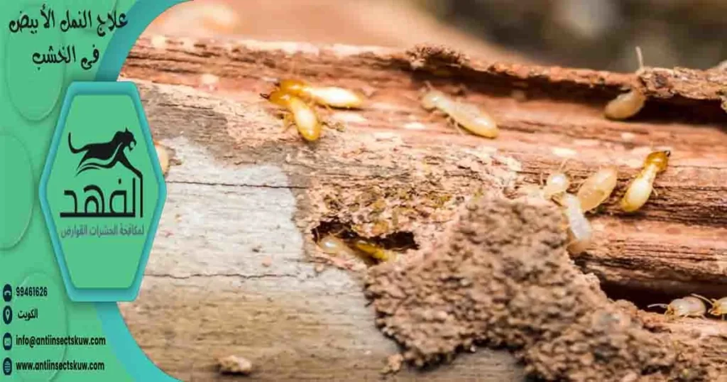 علاج النمل الأبيض فى الخشب
نمل الخشب الأبيض
النمل الأبيض الخشب