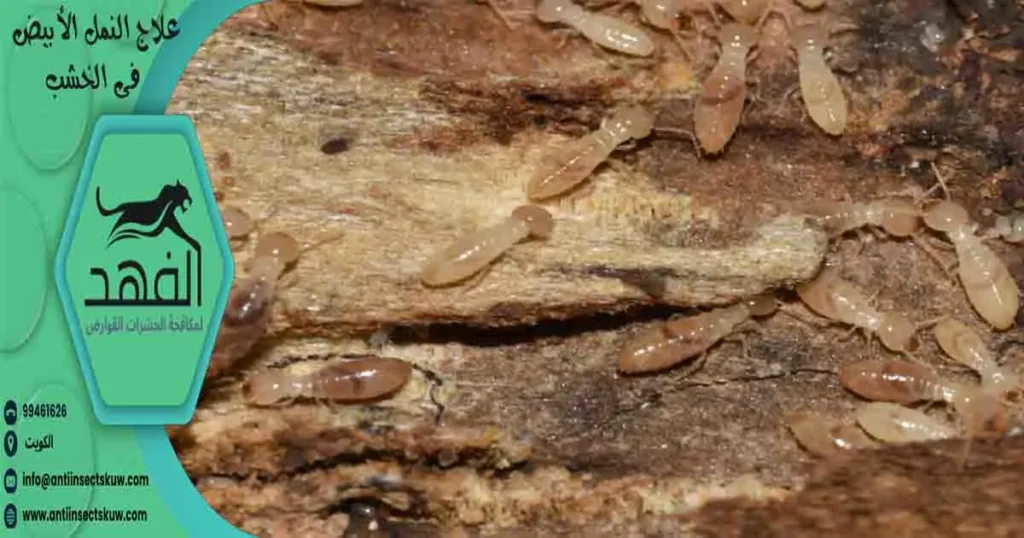 علاج النمل الأبيض فى الخشب
نمل الخشب الأبيض
النمل الأبيض الخشب