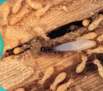 علاج النمل الأبيض فى الخشب نمل الخشب الأبيض النمل الأبيض الخشب