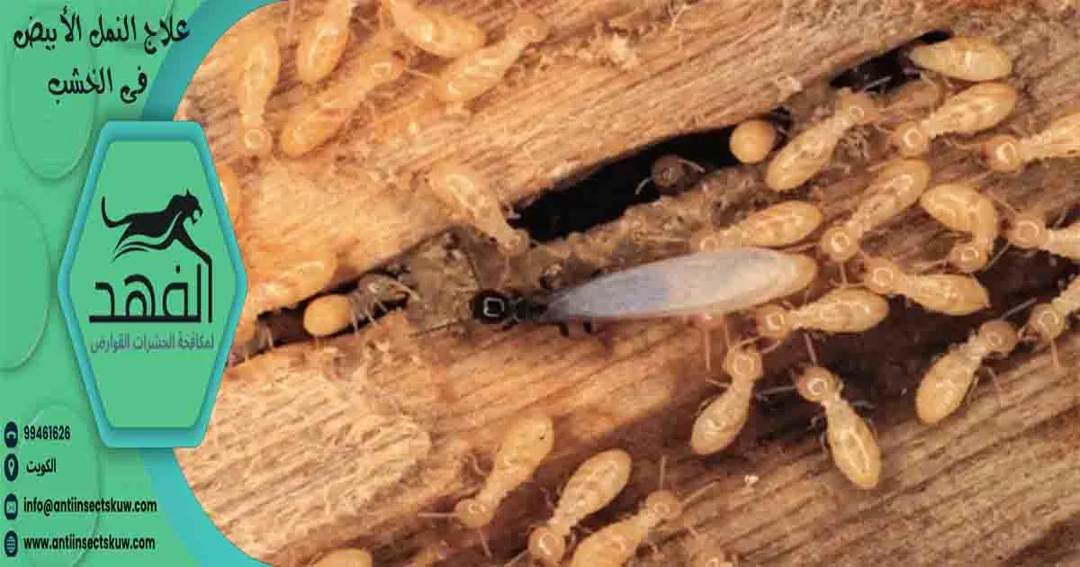 علاج النمل الأبيض فى الخشب نمل الخشب الأبيض النمل الأبيض الخشب