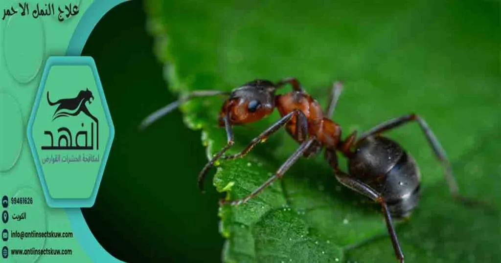 علاج النمل الاحمر